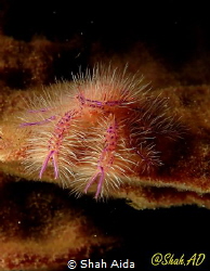 Hairy Squat Lobster,less than 2cm taken with canon G16,Fa... by Shah Aida 